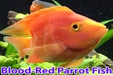 Blood-Red Parrot Fish