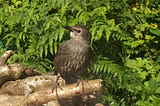 What’s it Like Raising a Baby Starling?