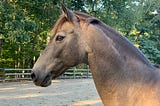 Lightning Struck Twice. A Horse And A River Guide Kept Me Sane.