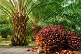 Unveiling the Potential of Oil Palm: A Long-Term Investment in Sustainable Agriculture