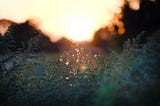 Honoring the Stages of Regeneration