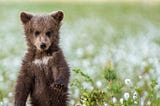 A bear cub standing up on hind legs in a field of white flowers