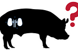 silhouette of a pig with a kidney, and a question mark by its head