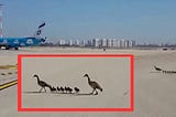 Egyptian Geese Stroll along in unused Israel Airport. Parents guarding on both ends.