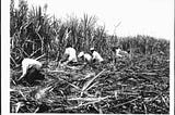 The not-so-sweet story of how Filipino workers tried to take on Big Sugar in Hawaii