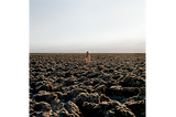 The Golden State in the Cli-Fi Imagination