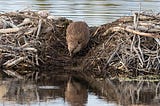 Being a better beaver