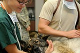 The quickest way to become a Veterinarian Assistant
