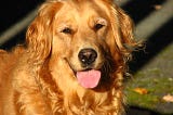 5 Life Lessons From A Golden Retriever