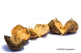 MACA ROOT… GET THE FACTS!