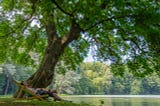 large mature tree at waters edge, in the background are more trees. A M/F couple are relaxing on deckchairs under the spread of the tree