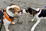 My Dog Taught Me to Let My Freak Flag Fly and My Life is Better for It