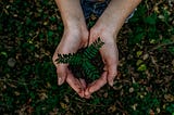 Hands of a person holding a tree that will be planted