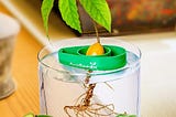 AvoSeedo Avocado Tree Growing Kit