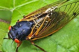 Thirteen Ways of Hearing a Cicada