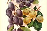 Illustrations of plums, brown stems and green leaves. 1. Shropshire Damson, round and purple — Quality good; season medium. 2. German Prune, yellow and oval — Quality good; season medium. 3. Green Gage-. Purple, longer, more of an oval shape. Quality very best; season medium.