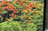 mumbai — the gulmohar era