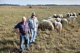 Winona County sheep producer boosts productivity with rotational grazing