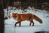 Foxes in the Moon: Weekly Quiz #4