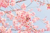 A cherry blossom