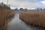 Misty landscape with water and reed