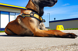 A Belgiun Malinois at School