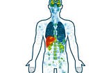 The Endocannabinoid System and the Human Body