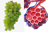 Grapes and air sacs in lungs in 7 Foods That Heal the Body Parts They Look Like