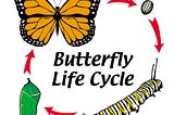 Life Cycle — Encyclopedia