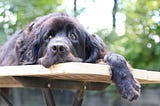 Picture of an all black Newfoundland dog lying on a picnic table looking like trouble.