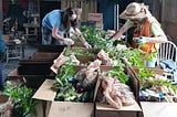 Two volunteers pack food boxes with leafy greens and root vegetables for Farmer Frog, April 2022, Paradise Farm, Woodinville, WA, USA.