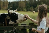 A young girl pets a cow