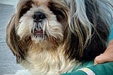 The Pampered Pooch
