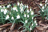 Group of snowdrops growing outdoors on bark