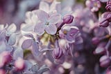 The Scent of Lilac