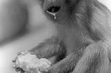 Black & white photo of a monkey eating an apple, with slurp unattractively dripping from his mouth.