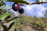 Aceite de oliva: Nuestro «canario» ante la crisis climática