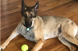 Ajax with tennis ball