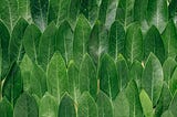 Neat and even rows of green leaves.