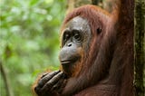 Politically connected firm seeks to profit as Indonesian government cuts down orangutan habitat