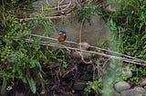 to capture a kingfisher