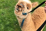 Walking with Alpacas in Victoria