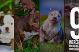 9 Incredible American Bully Transformations You Have to See To Believe — Puppies to Adults