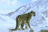 The Snow Leopard