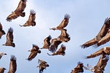 A flock of vultures in flight