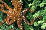 Pacific Northwest Tree Octopus- Endangered Species or Dangerous Information?