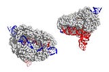 A look into CasX, a promising Cas9 alternative