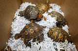 A box with five turtles inside
