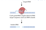 What we talk about when we talk about CRISPR