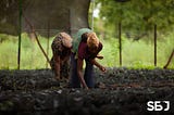 Cultivating Innovation: How International Organizations are Growing Africa’s Agricultural Future